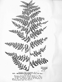 Cryptomycina pteridis image